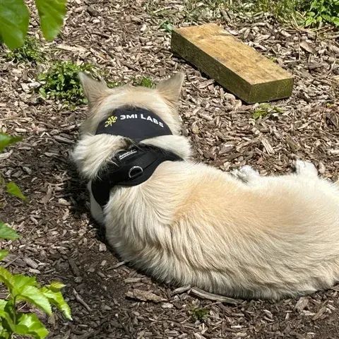 Alice den Hond